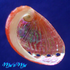 Alternative view of Haliotis aurantium Simone, 1998