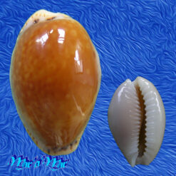 Cypraea acicularis marcuscoltroi (Petuch, 2015)