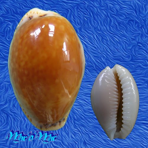 Cypraea acicularis marcuscoltroi (Petuch, 2015)