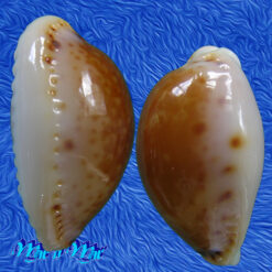 Alternative view of Cypraea acicularis marcuscoltroi (Petuch, 2015)