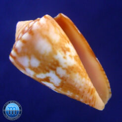 conus neobrasiliensis (A. Monteiro, Crabos & D. Monteiro, 2025)