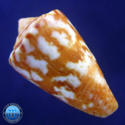 conus neobrasiliensis (A. Monteiro, Crabos & D. Monteiro, 2025) - Imagem 2