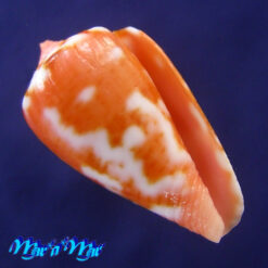 Conus mauricioi Coltro, 2004