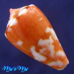 Conus mauricioi Coltro, 2004 - Imagem 2