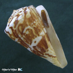 Conus centurio Born, 1778