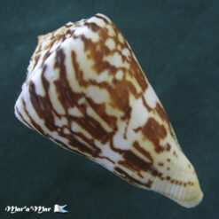 Conus centurio Born, 1778 - Imagem 3