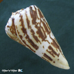 Alternative view of Conus centurio Born, 1778