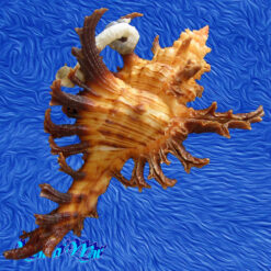 Chicoreus spectrum (Reeve, 1846) - Imagem 3