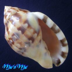 Semicassis labiata iheringi (Carcelles, 1953)
