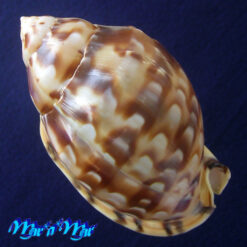 Semicassis labiata iheringi (Carcelles, 1953) - Imagem 4