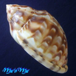 Semicassis labiata iheringi (Carcelles, 1953) - Imagem 3