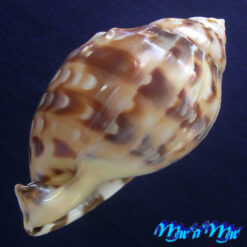 Alternative view of Semicassis labiata iheringi (Carcelles, 1953)