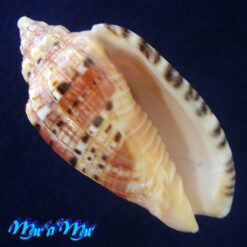 Voluta polypleura rentabilis (Petuch, 1981)