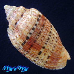 Voluta polypleura rentabilis (Petuch, 1981) - Imagem 3