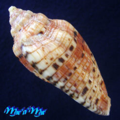 Voluta polypleura rentabilis (Petuch, 1981) - Imagem 2