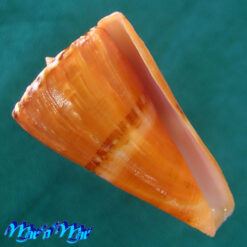 Conus riosi Petuch, 1986