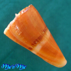 Alternative view of Conus riosi Petuch, 1986