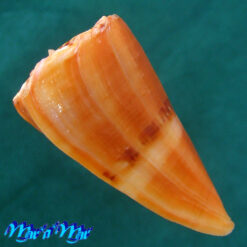 Conus riosi Petuch, 1986 - Imagem 3