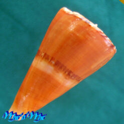 Conus riosi Petuch, 1986 - Imagem 4