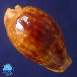 Cypraea (Propustularia) surinamensis aubryana ( Perry, 1811)