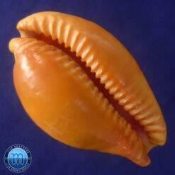 Cypraea (Propustularia) surinamensis aubryana ( Perry, 1811) - Imagem 2