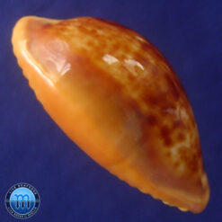 Cypraea (Propustularia) surinamensis aubryana ( Perry, 1811) - Imagem 3
