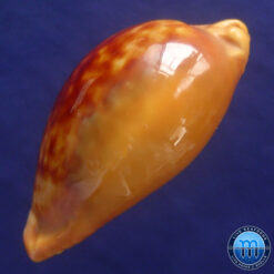 Cypraea (Propustularia) surinamensis aubryana ( Perry, 1811) - Imagem 4