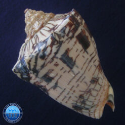 Voluta ebraea Linnaeus, 1758 - Imagem 3