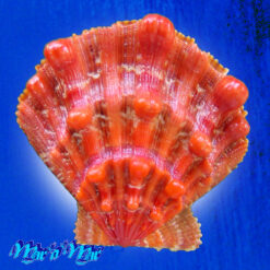 Nodipecten nodosus (Linnaeus, 1758)