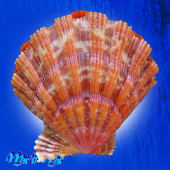 Nodipecten nodosus (Linnaeus, 1758) - Imagem 2