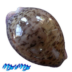 Cypraea (Luria) cinerea brasiliensis Lorenz & Hubert, 1993
