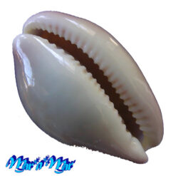 Alternative view of Cypraea (Luria) cinerea brasiliensis Lorenz & Hubert, 1993