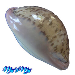 Cypraea (Luria) cinerea brasiliensis Lorenz & Hubert, 1993 - Imagem 3