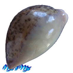 Cypraea (Luria) cinerea brasiliensis Lorenz & Hubert, 1993 - Imagem 4