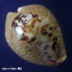 Cypraea (Muracypraea) mus mus Linnaeus, 1758