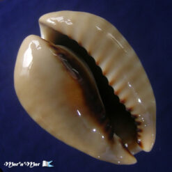 Cypraea (Muracypraea) mus mus Linnaeus, 1758 - Image 2
