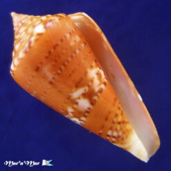 Conus (Lamniconus) petestimpsoni (Petuch & Berschauer, 2016)