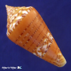 Conus (Lamniconus) petestimpsoni (Petuch & Berschauer, 2016) - Imagem 2