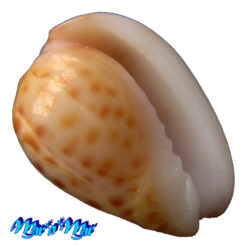 Persicula persicula (Linnaeus, 1758)