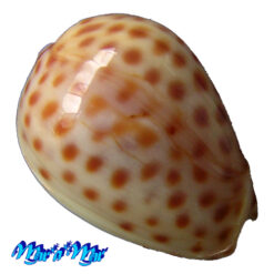 Alternative view of Persicula persicula (Linnaeus, 1758)