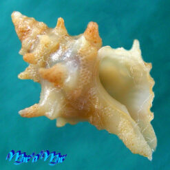 Acanthotrophon striatoides E.H.Vokes, 1980