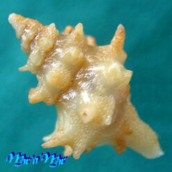 Acanthotrophon striatoides E.H.Vokes, 1980 - Imagem 2