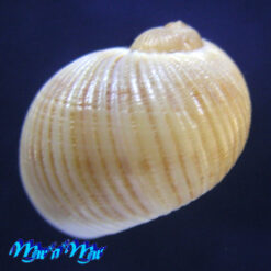 Stigmaulax sulcatus (Born, 1778) - Imagem 3