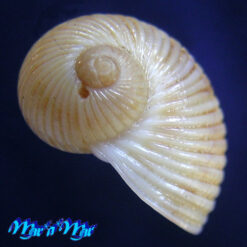 Stigmaulax sulcatus (Born, 1778) - Imagem 2