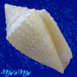 Conus henckesi Coltro 2004