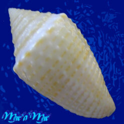 Conus henckesi Coltro 2004 - Imagem 2