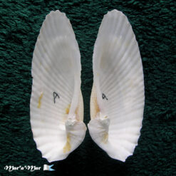 Alternative view of Cyrtopleura angelicalis Stakowian & Simone, 2024