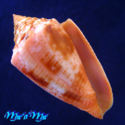 Conus ericmonnieri (Petuch & R. F. Myers, 2014)
