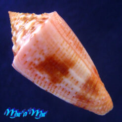 Alternative view of Conus ericmonnieri (Petuch & R. F. Myers, 2014)