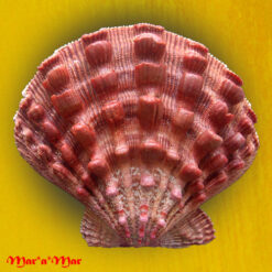 Nodipecten nodosus (Linnaeus, 1758)